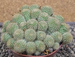 Aylostera fabrisii aureiflora, květináč 9 cm