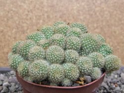 Aylostera fabrisii aureiflora, květináč 9 cm - 12411864