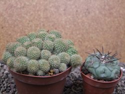 Aylostera fabrisii aureiflora, květináč 9 cm - 12411866