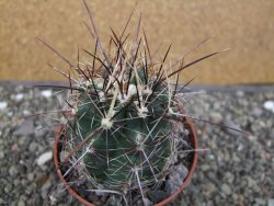 Thelocactus bicolor květináč 8,5 cm - 12411914