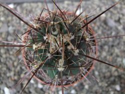 Thelocactus bicolor květináč 8,5 cm - 12411918