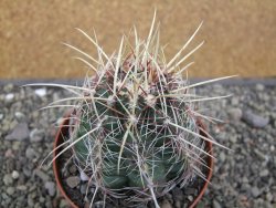 Thelocactus bicolor pailanus květináč 8,5 cm - 12411919