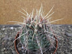 Thelocactus bicolor pailanus květináč 8,5 cm