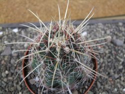Thelocactus bicolor pailanus květináč 8,5 cm - 12411922