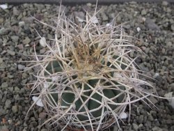 Gymnocalycium cardenasianum JO 193 pot 7 cm