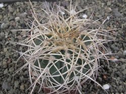 Gymnocalycium cardenasianum JO 193 pot 7 cm - 12411937