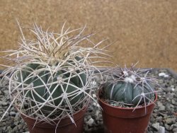 Gymnocalycium cardenasianum JO 193 pot 7 cm - 12411941