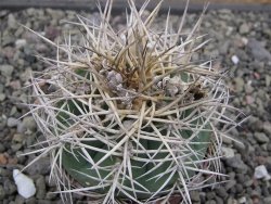 Gymnocalycium cardenasianum JO 193 pot 7 cm - 12411944