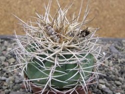 Gymnocalycium cardenasianum JO 193 pot 7 cm - 12411945
