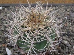 Gymnocalycium cardenasianum JO 193 pot 7 cm
