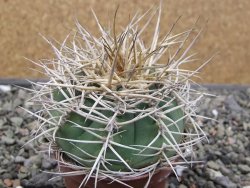 Gymnocalycium cardenasianum JO 193 pot 7 cm - 12411947