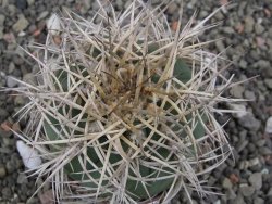 Gymnocalycium cardenasianum JO 193 pot 7 cm - 12411948