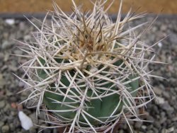 Gymnocalycium cardenasianum JO 193 pot 7 cm - 12411949