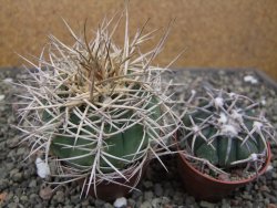 Gymnocalycium cardenasianum JO 193 pot 7 cm - 12411950