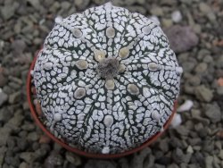 Astrophytum Z Jasenné pot 5,5 cm - 12411953