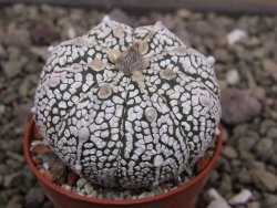 Astrophytum Z Jasenné pot 5,5 cm - 12411954