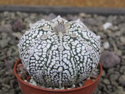 Astrophytum Z Jasenné pot 5,5 cm - 12411955