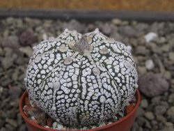 Astrophytum Z Jasenné pot 5,5 cm - 12411956