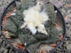 Ariocarpus fissuratus květináč 5,5 cm Cites IA