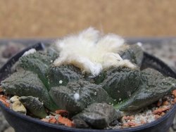 Ariocarpus fissuratus květináč 5,5 cm Cites IA - 12411965