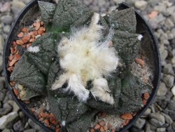 Ariocarpus fissuratus květináč 5,5 cm Cites IA - 12411967