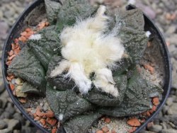 Ariocarpus fissuratus květináč 5,5 cm Cites IA - 12411968