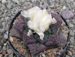 Ariocarpus fissuratus květináč 5,5 cm Cites IA - 12411971