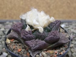 Ariocarpus fissuratus květináč 5,5 cm Cites IA - 12411973