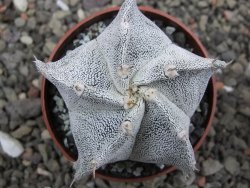 Astrophytum Onzuko X ornatum pot 6,5 cm - 12411975