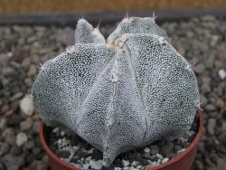 Astrophytum Onzuko X ornatum pot 6,5 cm - 12411978