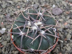 Echinocactus horizonthalonius Salinas, pot 5,5 cm - 12411998