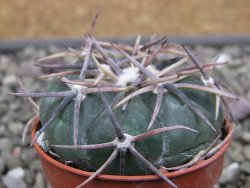 Echinocactus horizonthalonius Salinas, pot 5,5 cm - 12412000