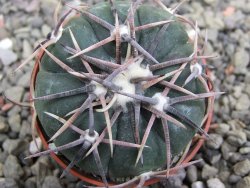 Echinocactus horizonthalonius Salinas, pot 5,5 cm - 12412001