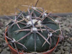 Echinocactus horizonthalonius Salinas, pot 5,5 cm - 12412003