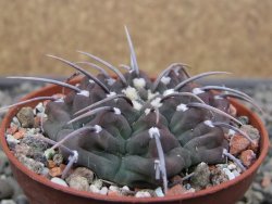 Gymnocalycium vatteri, pot 7 cm