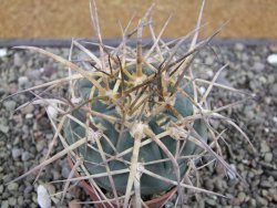 Gymnocalycium armatum XL, pot 7 cm - 12412011