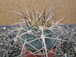 Gymnocalycium armatum XL, pot 7 cm - 12412013