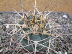 Gymnocalycium armatum XL, pot 7 cm - 12412014