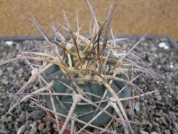 Gymnocalycium armatum XL, pot 7 cm - 12412016