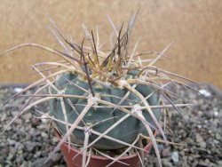 Gymnocalycium armatum XL, pot 7 cm - 12412017