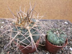 Gymnocalycium armatum XL, pot 7 cm - 12412018