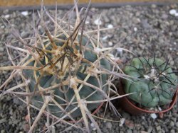 Gymnocalycium armatum XL, pot 7 cm - 12412019
