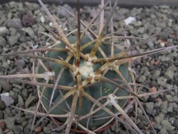 Gymnocalycium armatum, pot 5,5 cm
