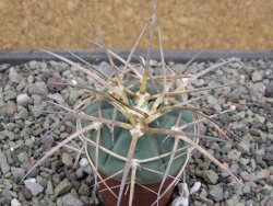 Gymnocalycium armatum, pot 5,5 cm - 12412024