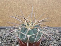 Gymnocalycium armatum, pot 5,5 cm - 12412025