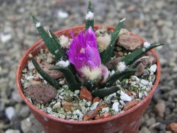 Ariocarpus agavoides pot 5,5 cm cites IA