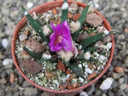 Ariocarpus agavoides pot 5,5 cm cites IA - 12412027