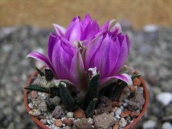 Ariocarpus agavoides pot 5,5 cm cites IA - 12412030