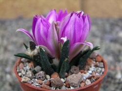 Ariocarpus agavoides pot 5,5 cm cites IA