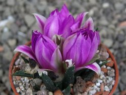 Ariocarpus agavoides pot 5,5 cm cites IA - 12412032